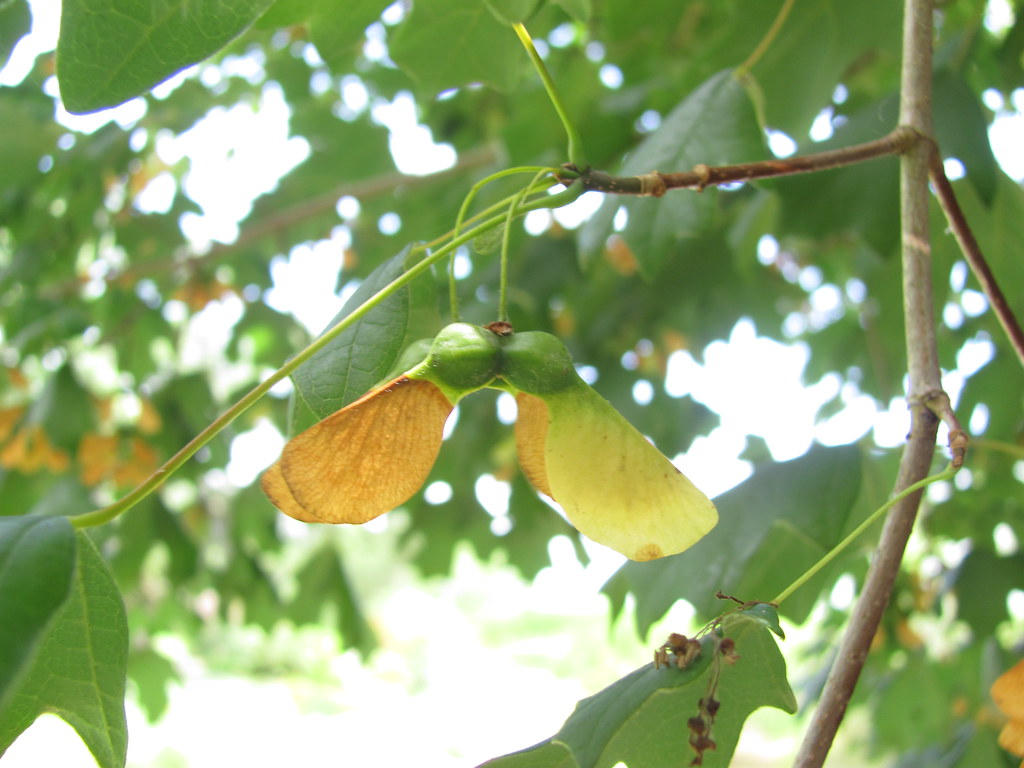 Propeller seeds 01 This tree had some very pretty yellow a… Flickr