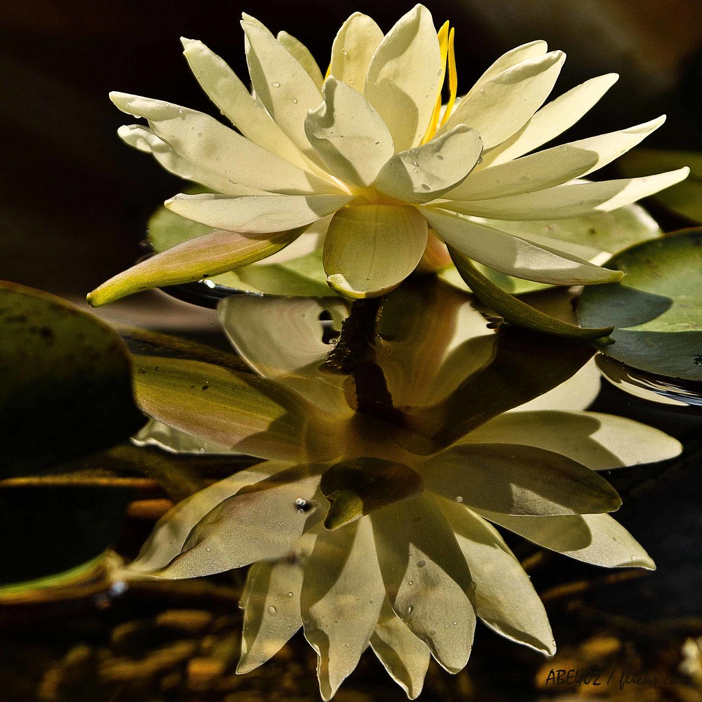 Water Lilly This flower opens and closes from day to night… Flickr