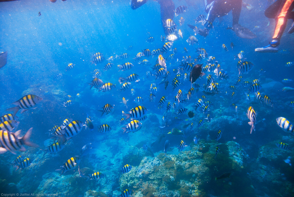 綠島浮潛 Snorkeling at Green Island, Taiwan 地點：石朗潛水區 Locatio… Flickr