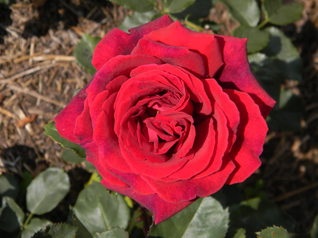 Rosa Velvet Fragrance Registered As Fryperdee Flickr