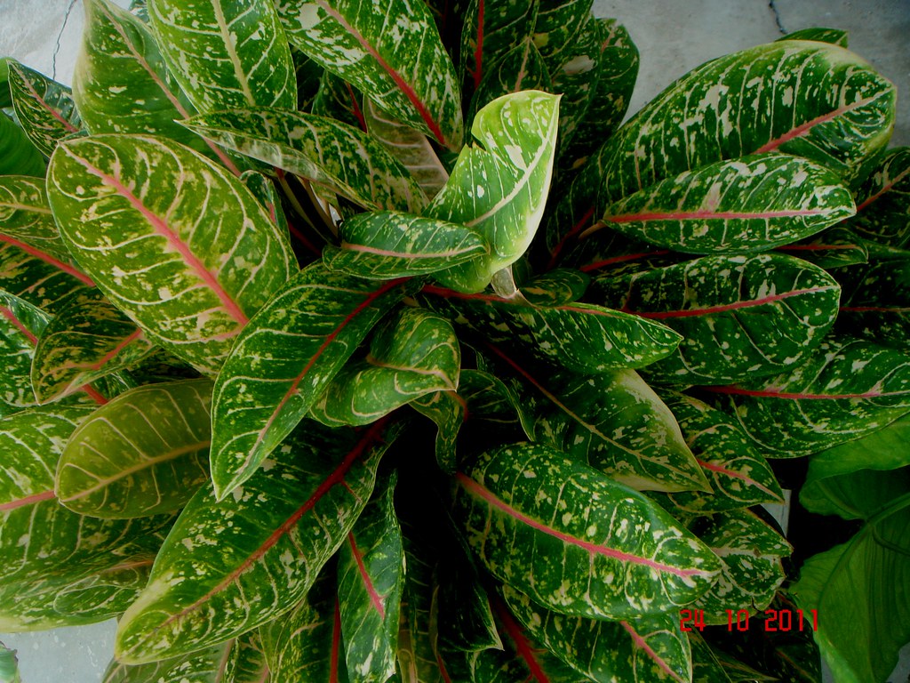 Aglaonema hybrid hort. "Dona Carmen" Kota Bharu
