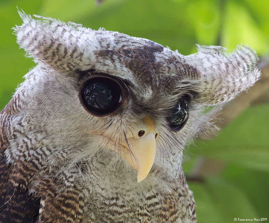 Bubo Sumatranus, Burung Hantu Cantik yang Dipercaya Punya Kemampuan