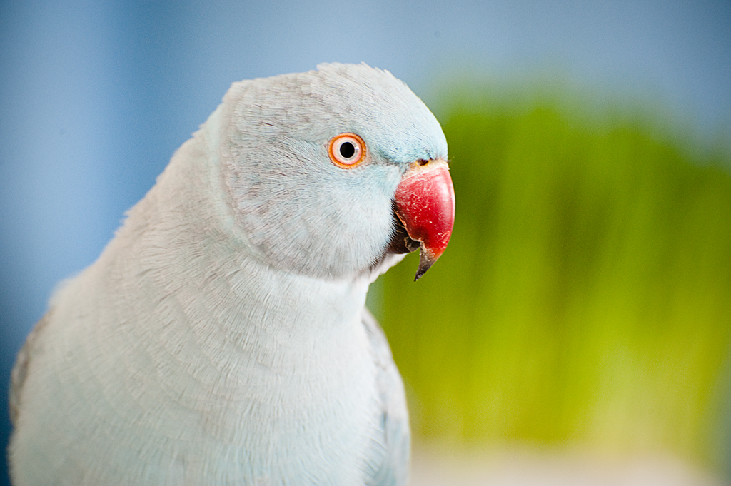 indian ringneck parakeet this is archimedes, his beak is a… Flickr
