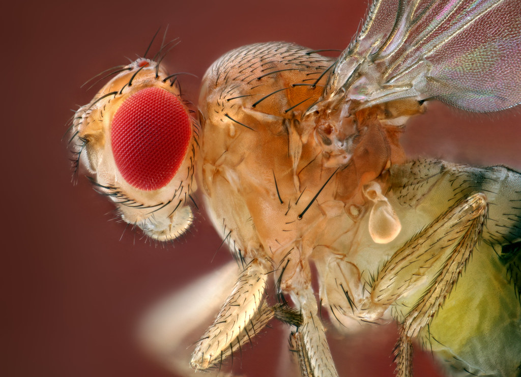 Fruchtfliege / fruit fly / Drosophilidae Fruit fly, around… Flickr