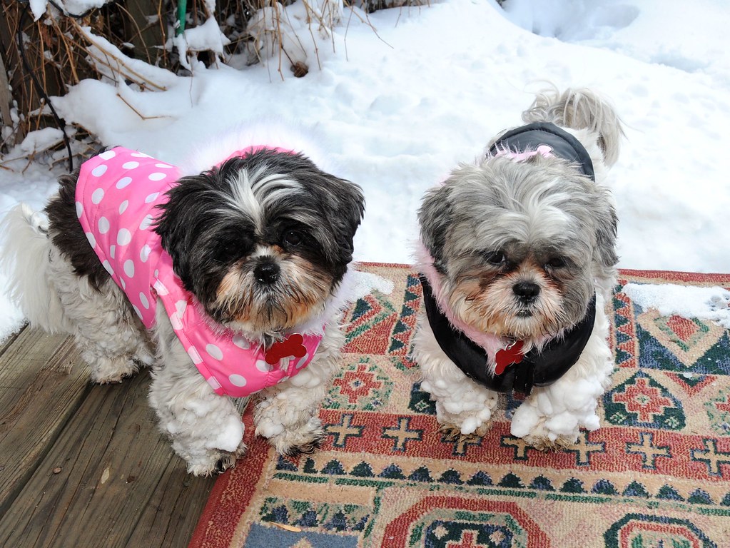 Shih Tzu Cozy Snow Day 48 Dottie Shih Tzu and Flower Shih … Flickr