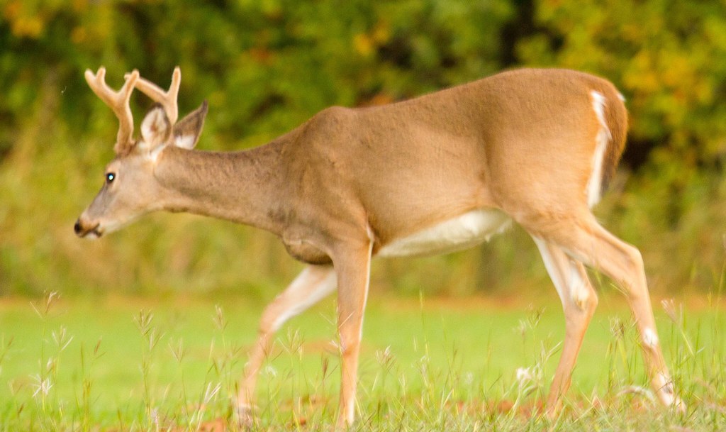 Whitetail doe with antlers Edited 1/09/12. I posted this p… Flickr