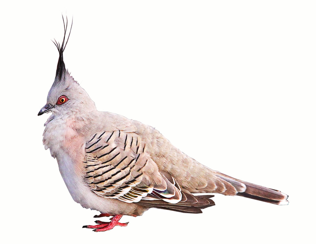 Top Knot Pigeon Crested Pigeon Ocyphaps lophotes Sharp