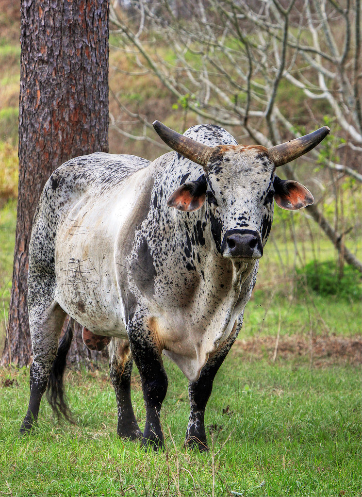 Speckled Brahma Bull They are keeping some rodeo bulls nea… Flickr
