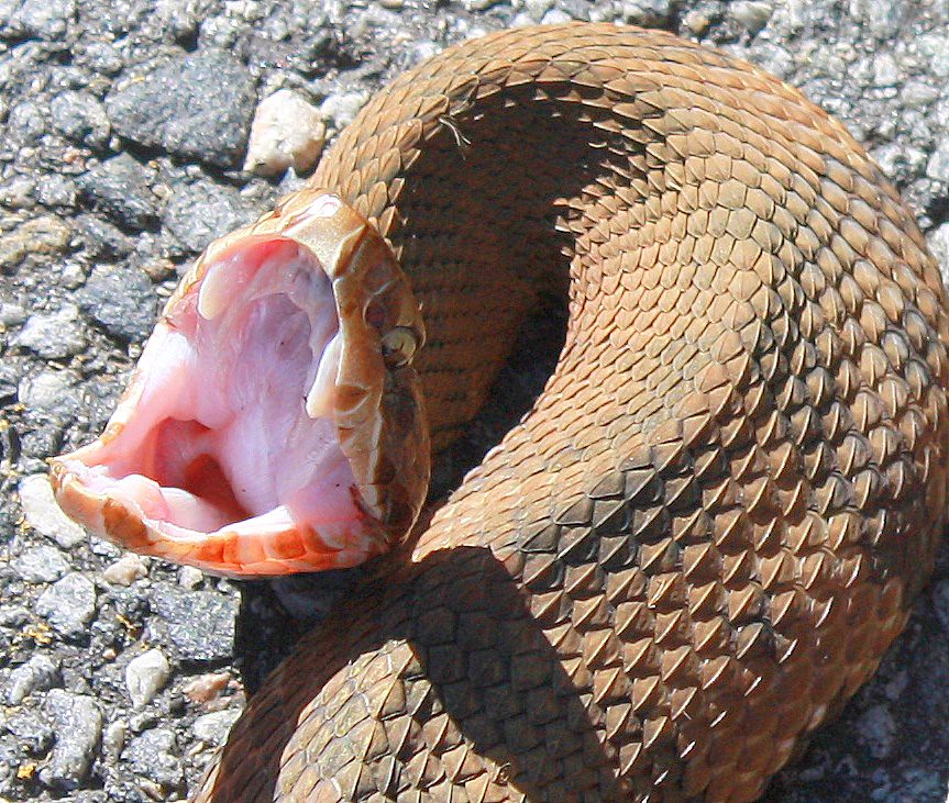 "Bite Me" Water Moccasins are largelooking snakes. A 30 i… Flickr