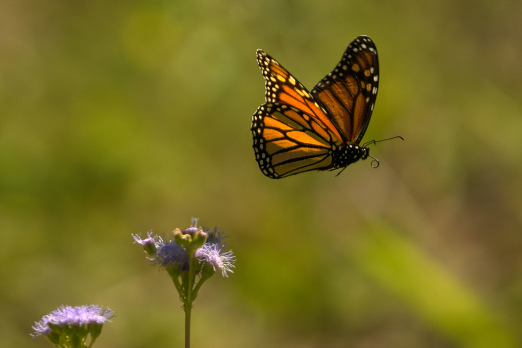 Monarch in flight Danaus plexippus. Photographing a dragon… Flickr
