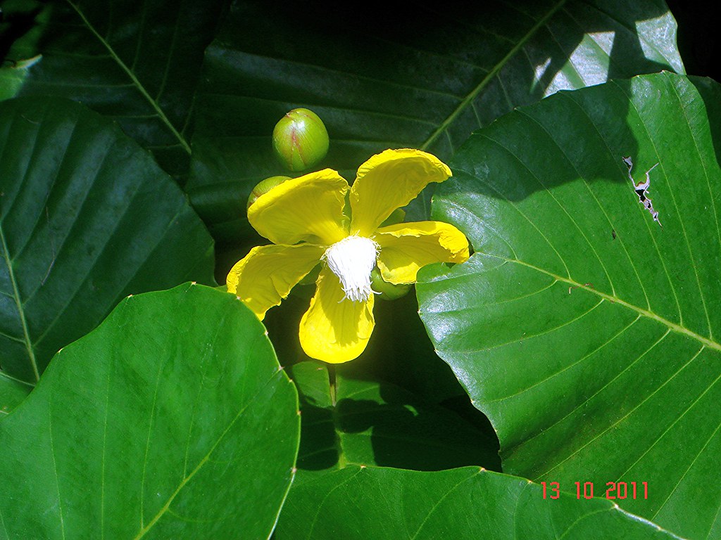 Dillenia suffruticosa (Griff. ex Hook. f. & Thomson) Marte… Flickr