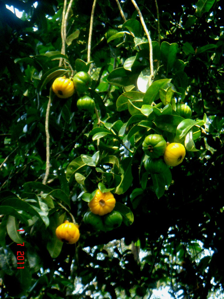 The Best Jeniang Awe-Inspiring