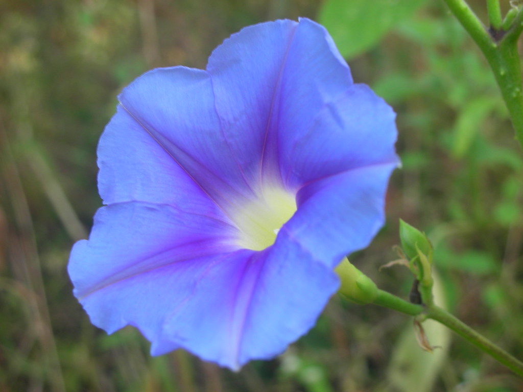DSCN1846 English Blue Dawn Flower, also called Blue Morni… Flickr