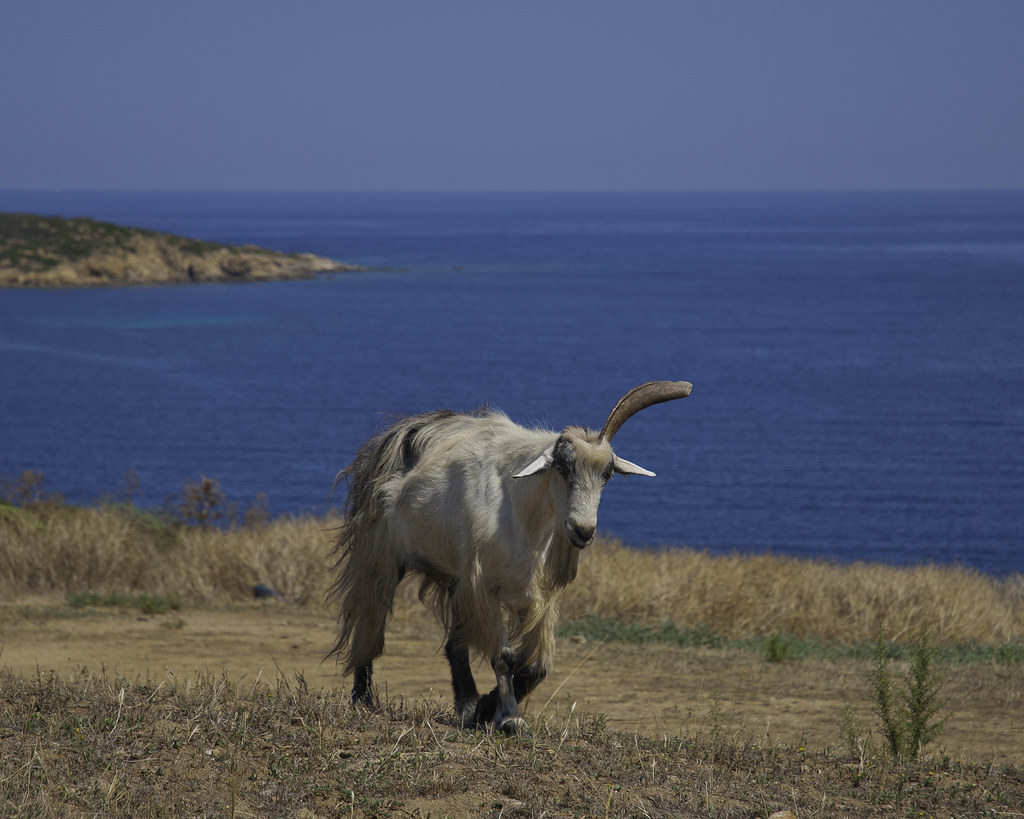 Single Horn Goat We met this curious goat with a single ho… Flickr