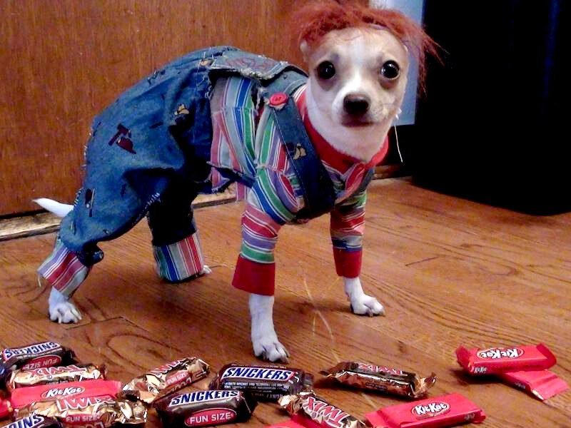 Tommy the chihuahua as CHUCKY costume for dogs My chihuahu… Flickr