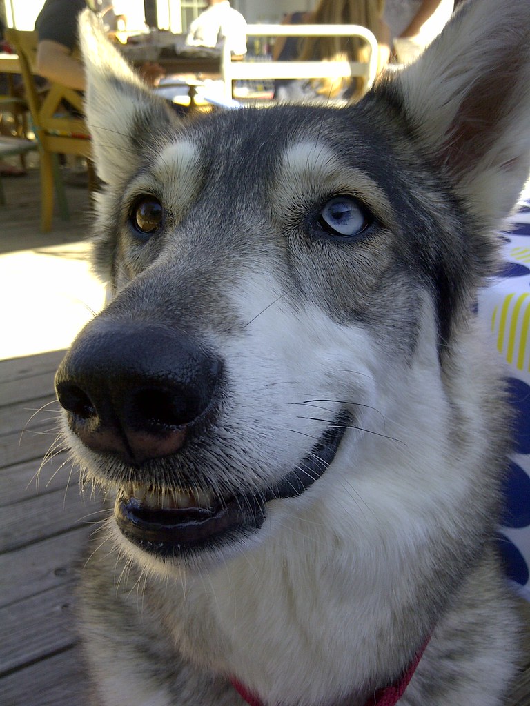 Here's Kona! (part husky, part wolf) Manny V Flickr