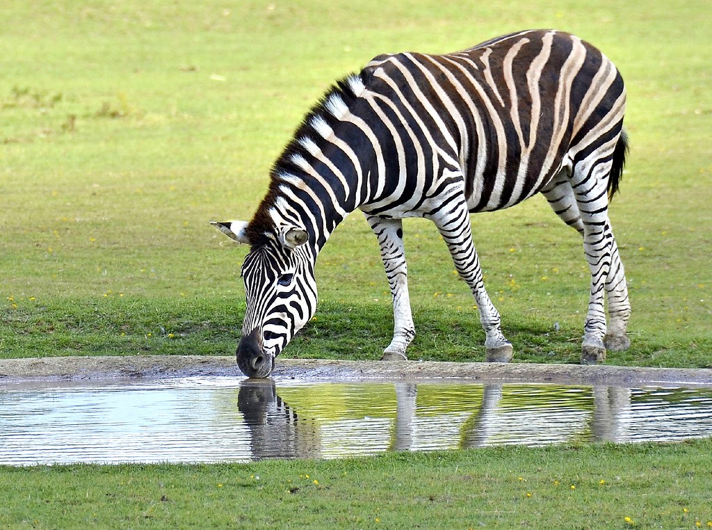 You can lead a zebra to water We were surprised to see… Flickr