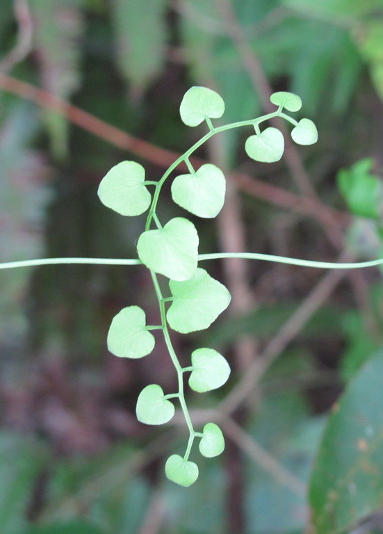 Heart shaped Tiny heart shaped leaves of a creeper plant. … Flickr