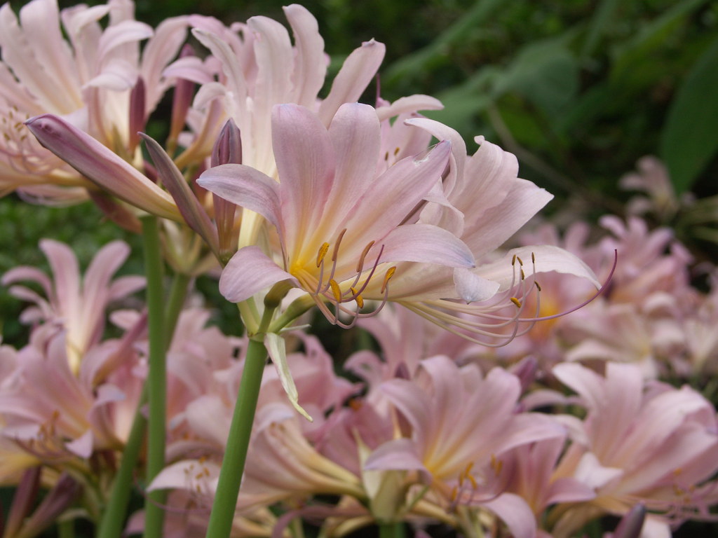 Lycoris squamigera (ghost lily, surprise lily, resurrectio… Flickr