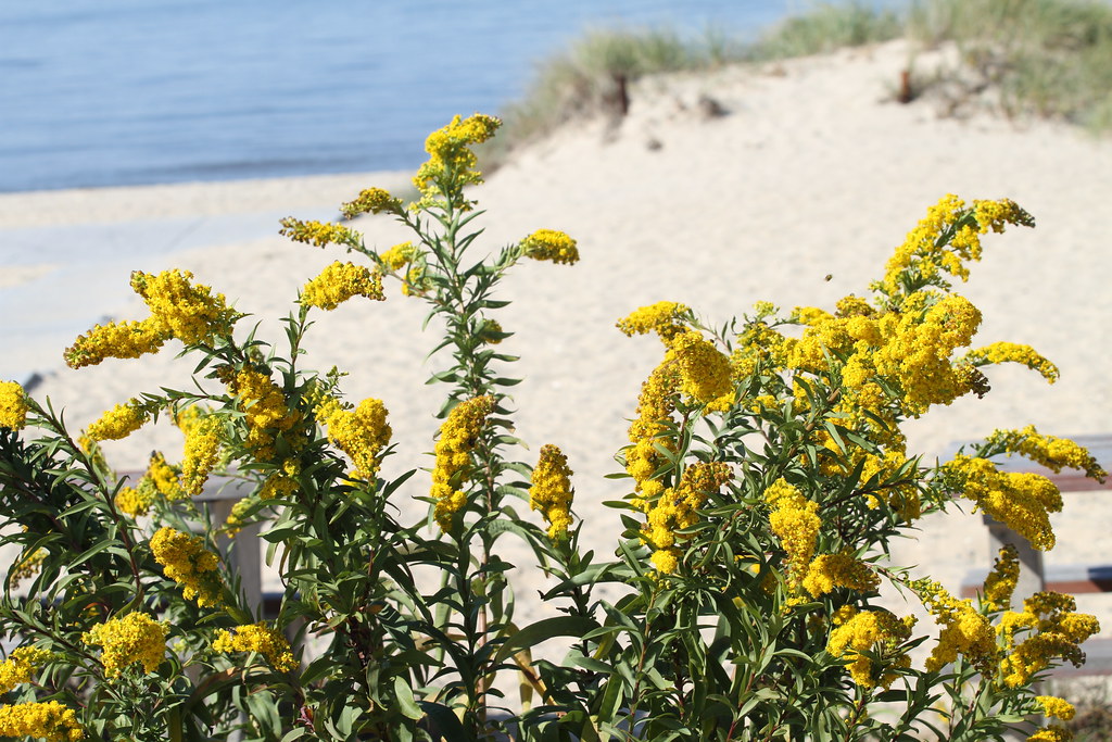 Seaside Goldenrod (Solidago sempervirens) Happy Seaside Su… Flickr