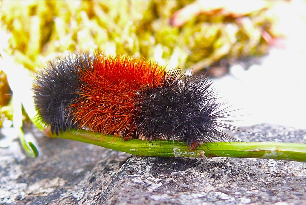 Red & Black Caterpillar Very colorful and I rescued him fr… Flickr