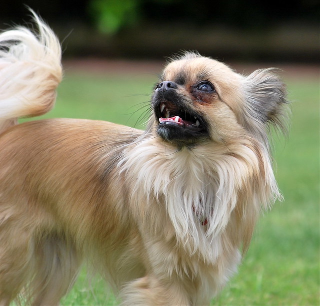 Share photos of long haired chihuahuas on Flickr!