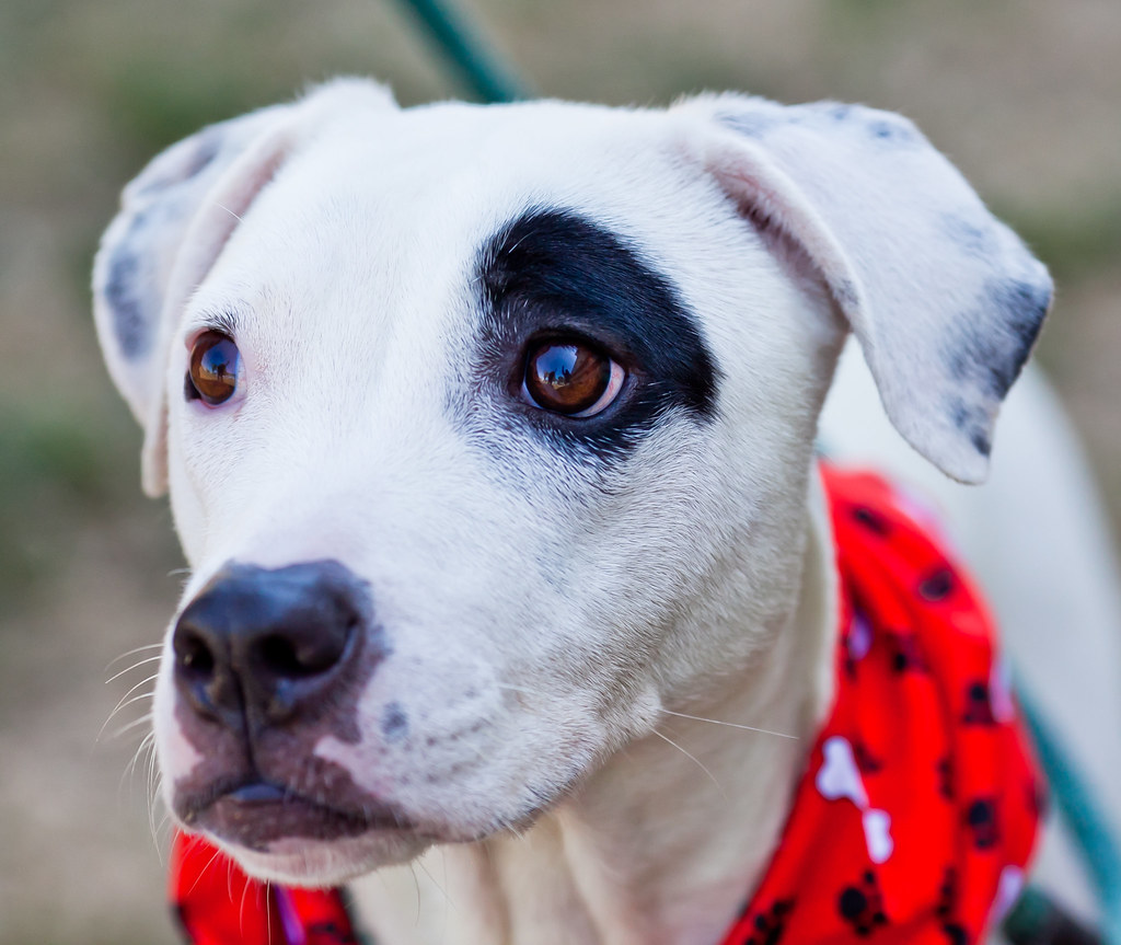Sangamon County Animal Control petfinder
