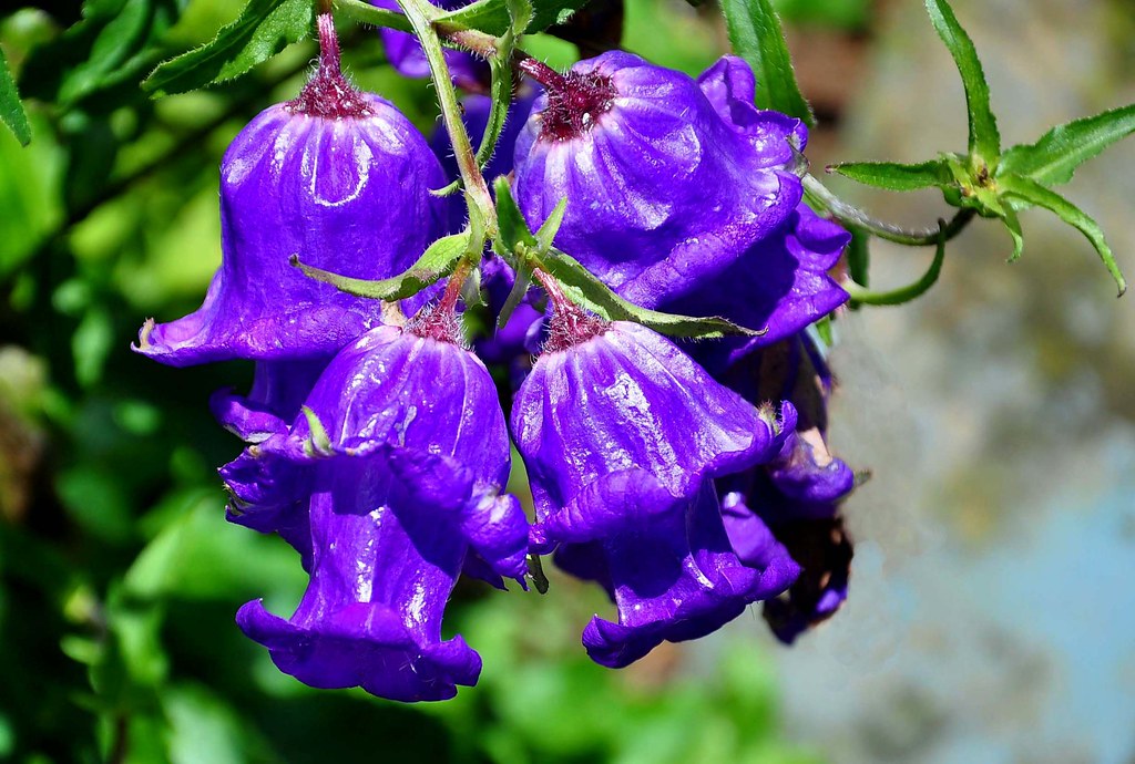 Bell shaped flowers Two tier bell flowers found in a nearb… Flickr