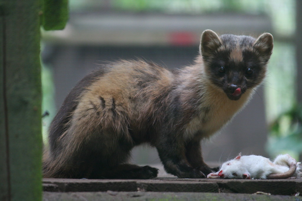 Pine Marten eating a rat Pine marten eating a rat at Wildw… Flickr