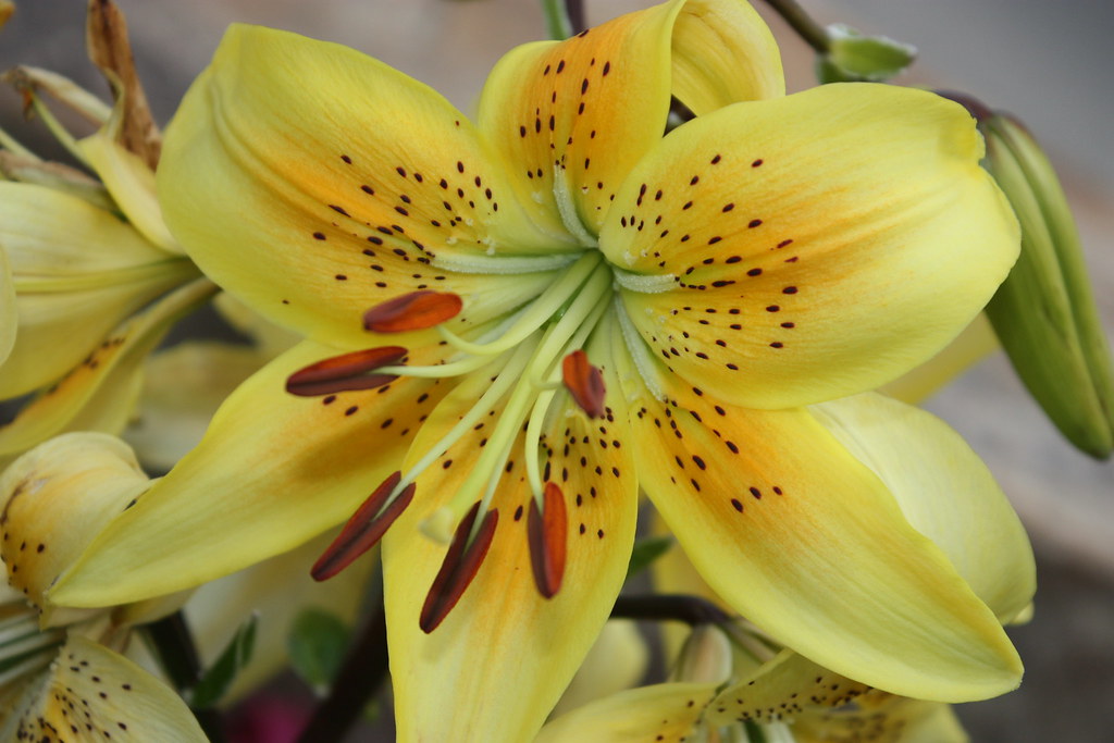 yellow Stargazer Lily cdnpix Flickr