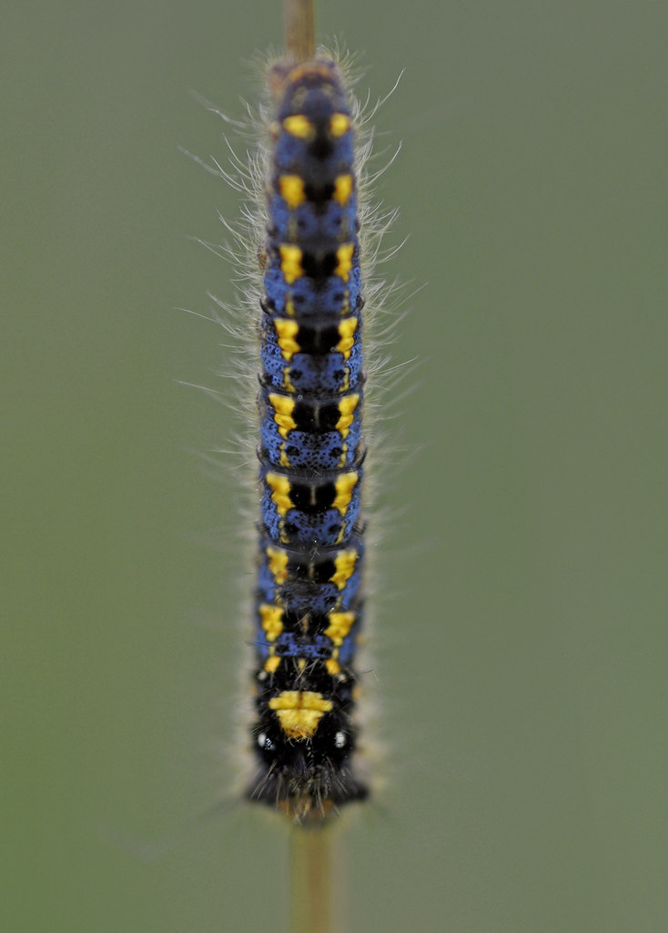 Blue Yellow Black Caterpillar An unidentified caterpillar … Flickr