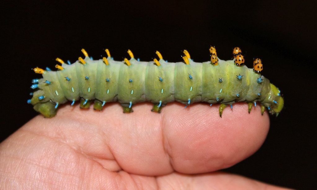 Big Green Caterpillar Here are a few from a trip with my d… Flickr