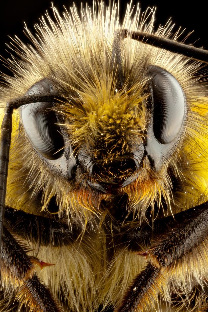Bumble Bee After having read about it many times and seein… Flickr