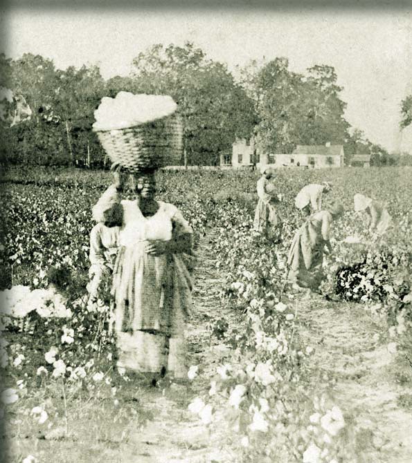 "Cotton is King" In 1858, Senator James Henry Hammond of S… Flickr