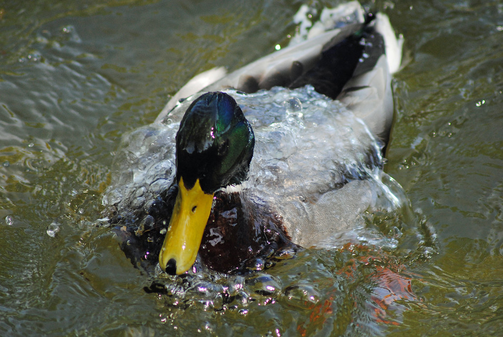 Like water off a Duck's back Duck coming to the surface af… Flickr