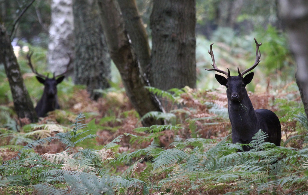 Two Black Stags Two of a large herd of Fallow deer (Dama d… Flickr