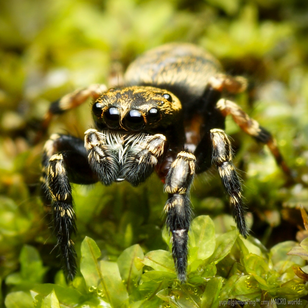 Jumping Spider Scientific classification KingdomAnimalia… Flickr