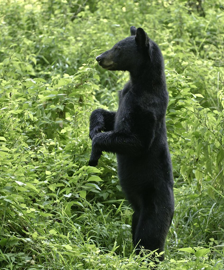 Standing Bear Black Bear standing up looking for mom. Stan Hope