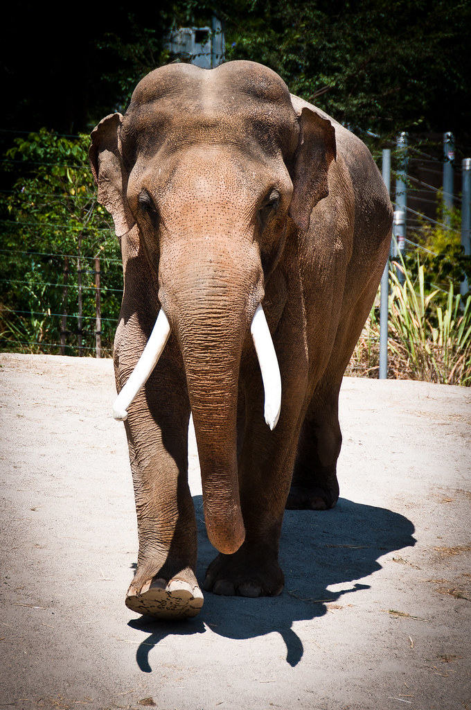 Elephant Scientific Name Elephas maximus Location Los