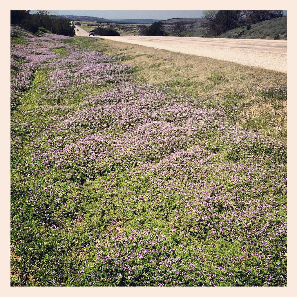 Purple Flowers Along Highway 325 national geographic for