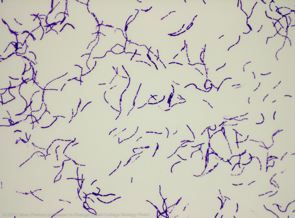 Bacillus megaterium 400x A slide of gramstained Bacillus … Flickr