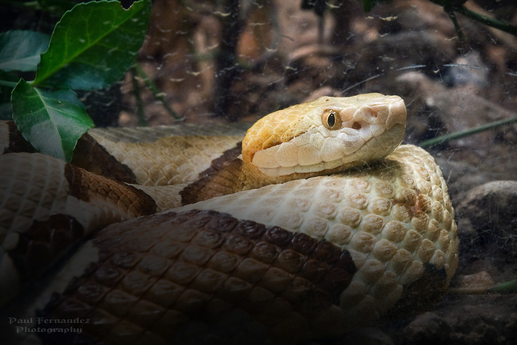 Copperhead Rattlesnake at Zoo Atlanta, Best viewed… Flickr