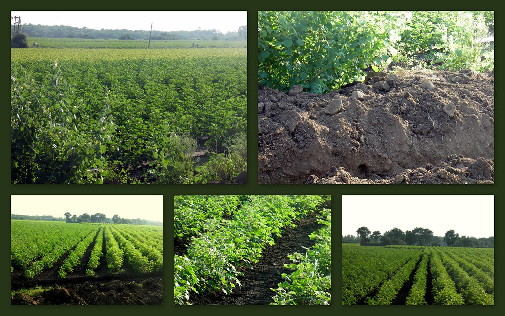 BLACK SOIL AND COTTON CROP Encountered these lush green co… Flickr
