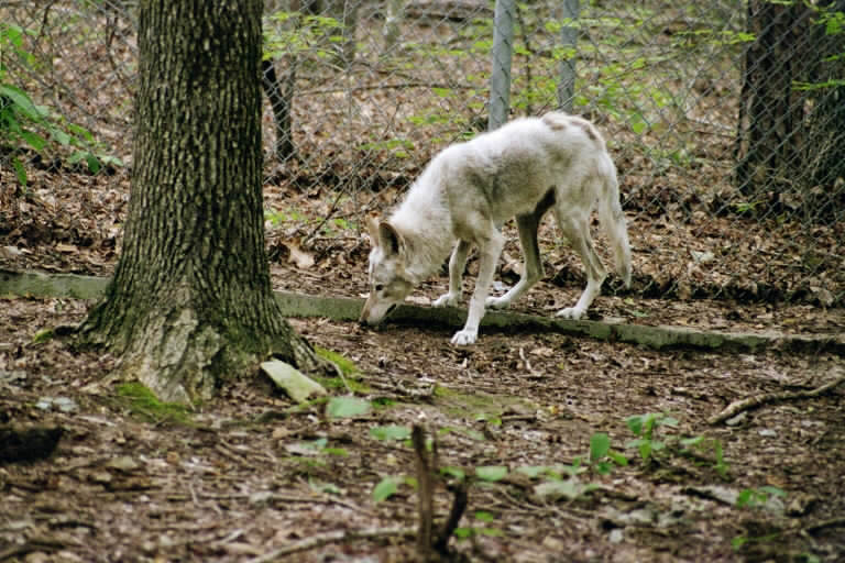 White red wolf at North Carolina Zoo USFWS, 2003 Red Wolf Flickr