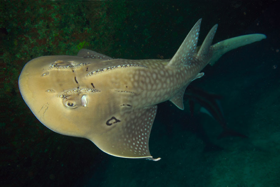 Bowmouth guitarfish Rhina ancylostoma. Also known as a "sh… Flickr