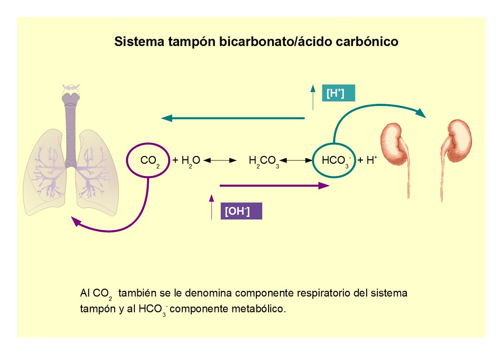 Tampón bicarbonato/ácido carbónico biotecnofil Flickr