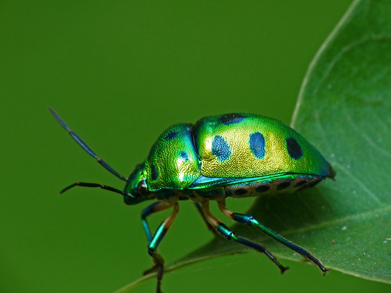 Jewel Bug They are commonly known as jewel bugs or metalli… Flickr