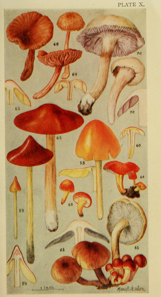 n254_w1150 Field book of common gilled mushrooms New York … Flickr