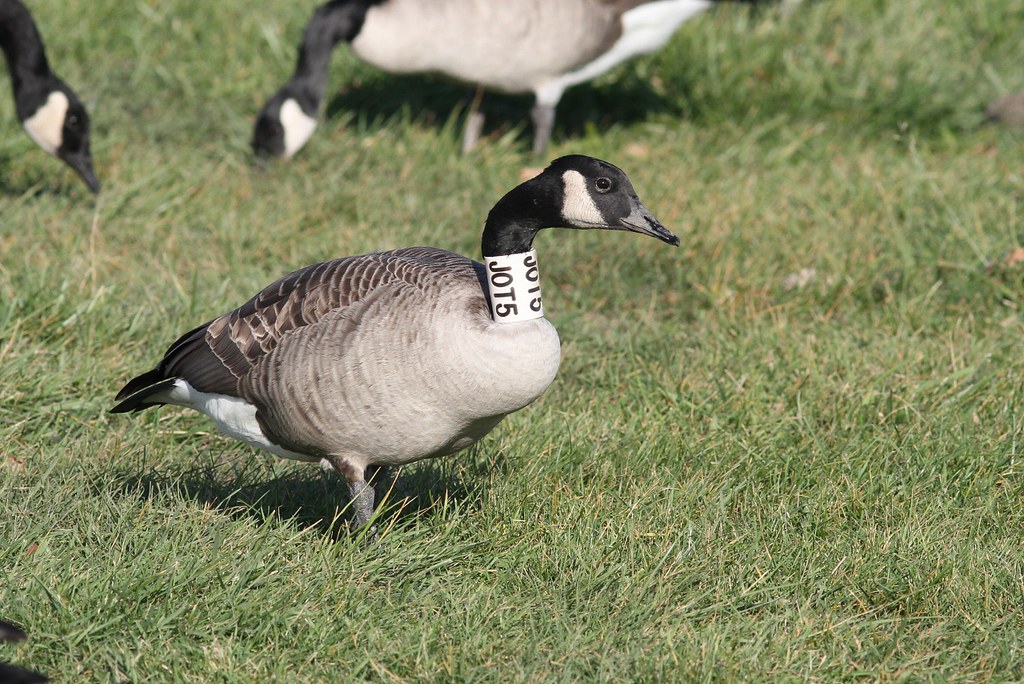 Canada Goose with neck band and data Banded as a chick on … Flickr