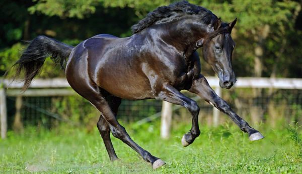 Big Beautiful Black Sport Horse Stallion Eagle is a… Flickr